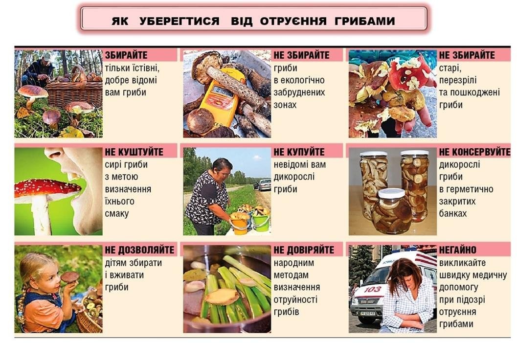 Поради грибникам
