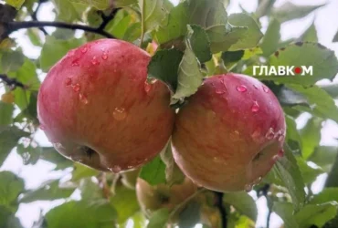 Жовтень б’є рекорди: у трьох містах Київщини зафіксовано аномальне тепло