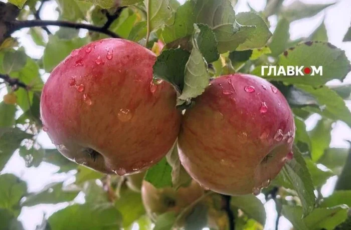 Жовтень б’є рекорди: у трьох містах Київщини зафіксовано аномальне тепло