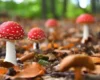 В Ірпінській громаді зафіксовано перший випадок отруєння грибами