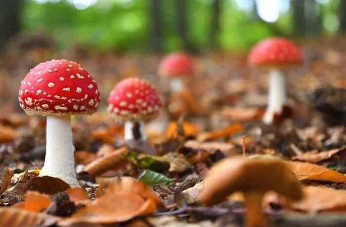 В Ірпінській громаді зафіксовано перший випадок отруєння грибами