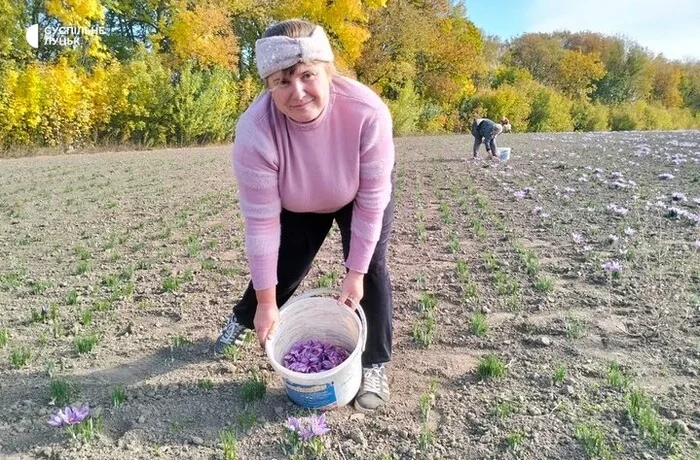 На Волині стартував сезон збору найдорожчої у світі спеції