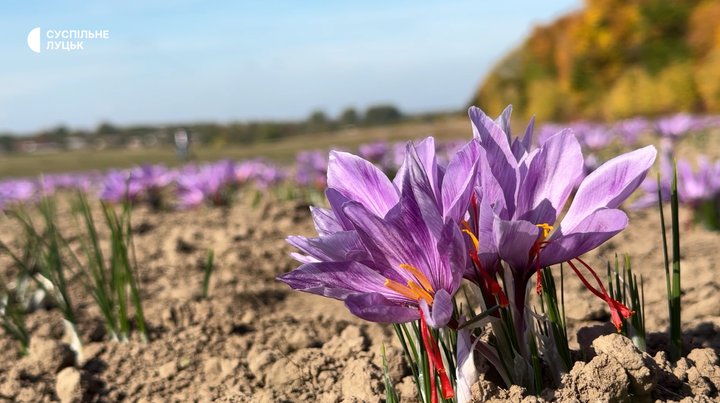 Шафран цвіте на полі у селі Борочиче Луцького району