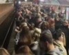 Збій на «зеленій» гілці метро у Києві: станції переповнені пасажирами (відео)