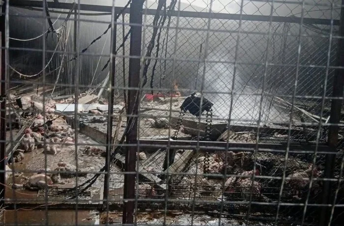 Окупанти вдарили по птахофабриці на Київщині: вогнеборці врятували 15 тис. птахів