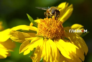 В Україні тепло до 24° і без дощів: погода на 8 жовтня 2026 року