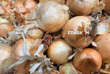 Продуктові ярмарки у Києві на вихідних 31 жовтня – 1 листопада: де можна зробити покупки