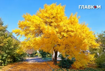 В Україні дощі та перший мокрий сніг у Карпатах: погода на 16 жовтня 2026