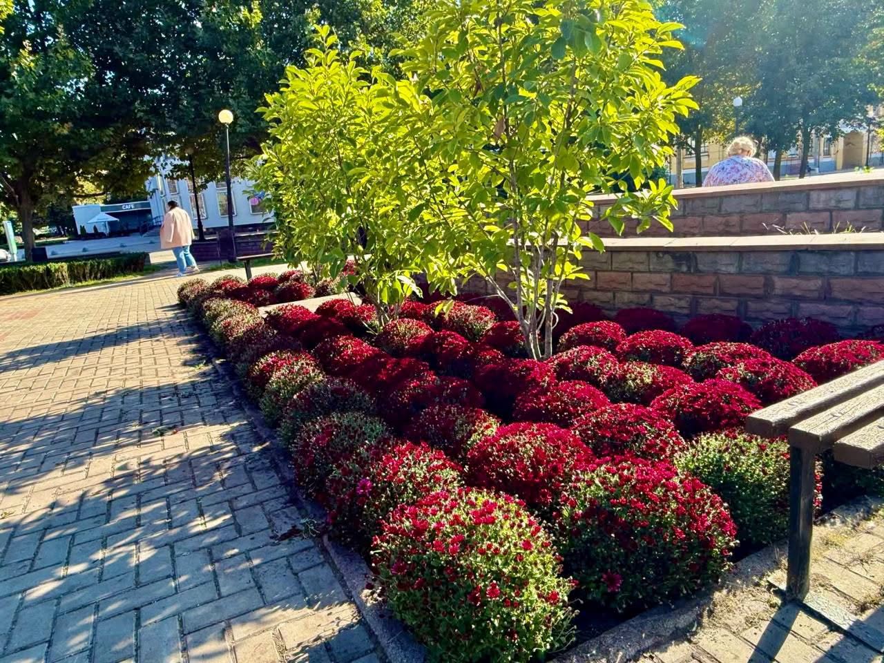 У Києві розпочався сезон хризантем: повний перелік осінніх локацій для яскравих фото фото 2