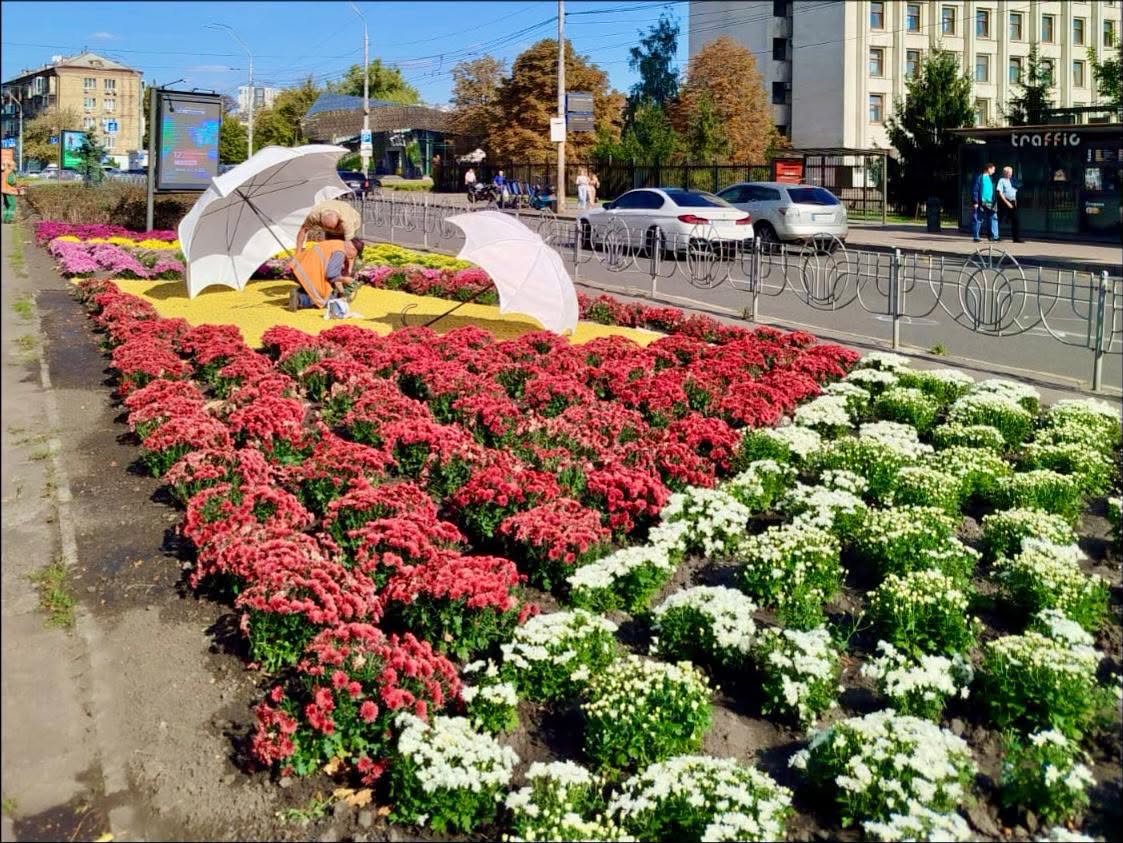 У столиці розпочався сезон хризантем