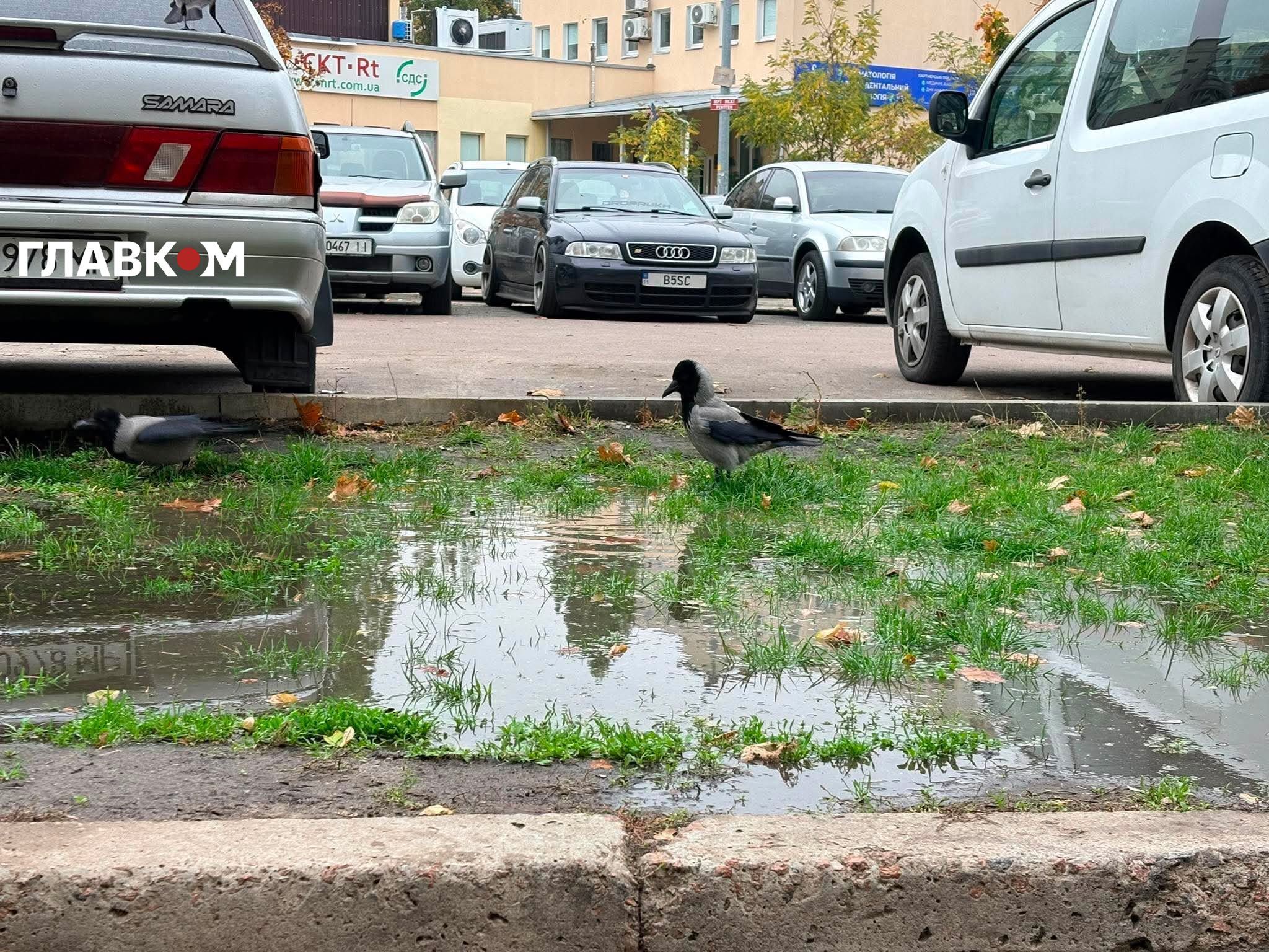 Птахи купаються та п'ють воду з несподіваної водойми на Оболоні