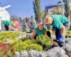 Головну в’їзну локацію столиці прикрасили понад 500 кущів хризантем (фото)