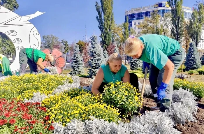 Головну в’їзну локацію столиці прикрасили понад 500 кущів хризантем (фото)