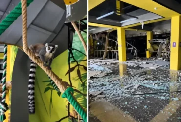 У Києві через обстріл зазнав пошкоджень зоопарк «Звірополіс»: що з тваринами